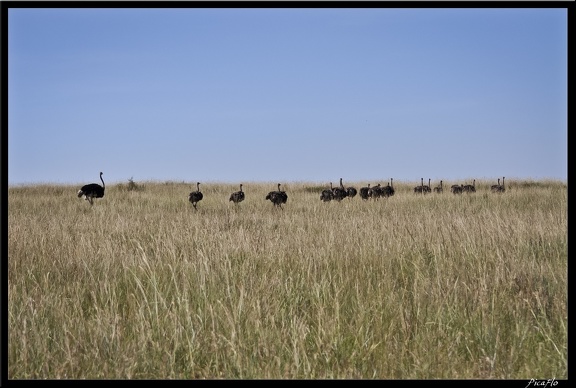 Kenya 01 Masai Mara 200