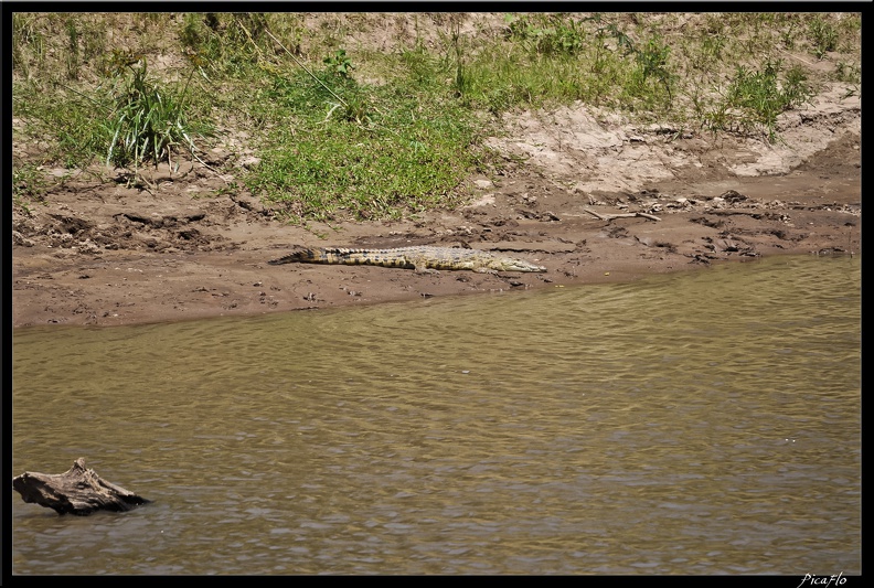 Kenya_01_Masai_Mara_205.jpg