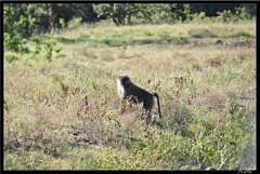 Kenya 01 Masai Mara 219