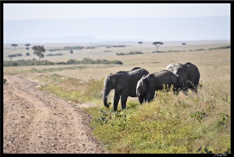 Kenya_01_Masai_Mara_223.jpg