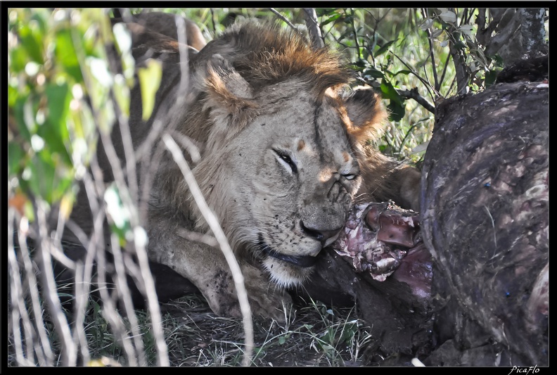 Kenya_01_Masai_Mara_238.jpg