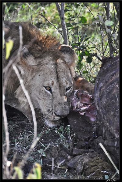 Kenya_01_Masai_Mara_239.jpg