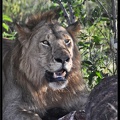 Kenya 01 Masai Mara 259