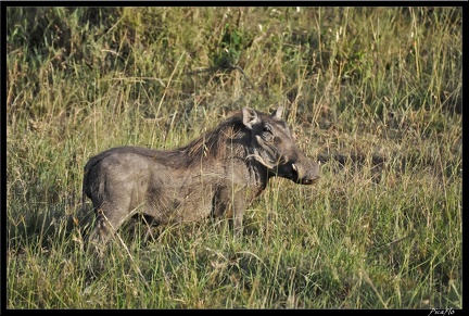 Kenya 01 Masai Mara 275