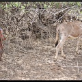 Kenya 01 Masai Mara 292