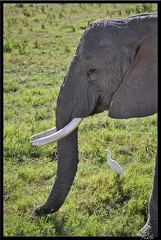 Kenya 04 Amboseli 066