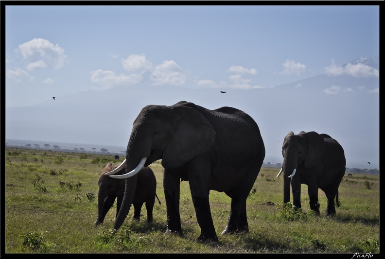 Kenya_04_Amboseli_086.jpg