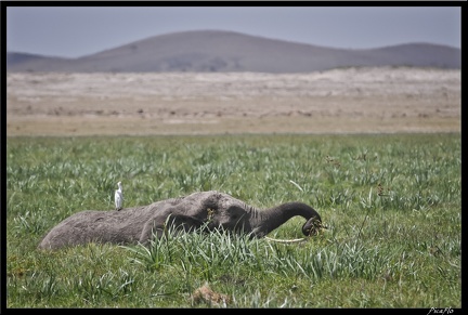 Kenya 04 Amboseli 115