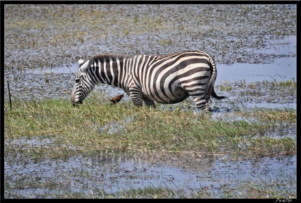 Kenya 04 Amboseli 145