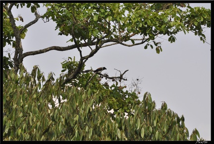 07-Kumily Thekkady Reserve de Periyar 200