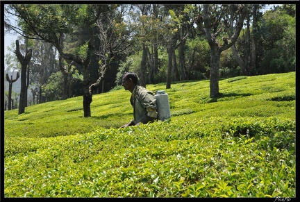 11-Ooty 052