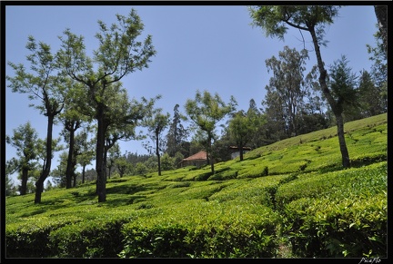 11-Ooty 070