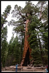 17 2 Mariposa Grove et Sequoias 0018