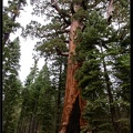 17 2 Mariposa Grove et Sequoias 0018