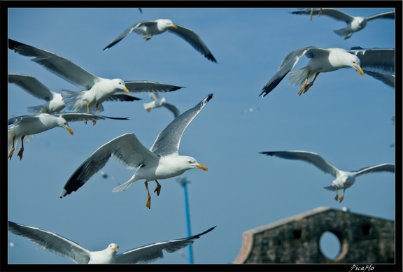 Essaouira 045