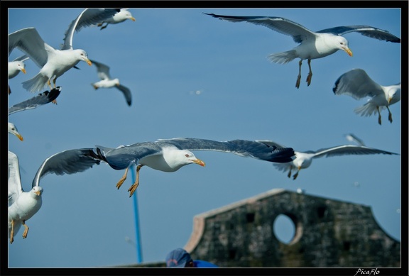 Essaouira 046