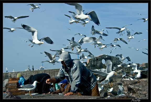 Essaouira 049