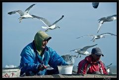 Essaouira 059