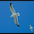 Essaouira 144