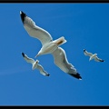 Essaouira 145