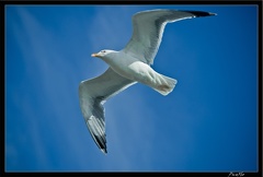 Essaouira 146