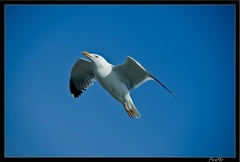 Essaouira 147