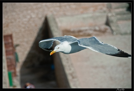 Essaouira 149