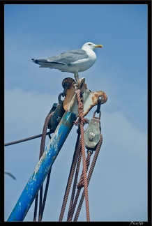 Essaouira 213