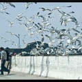 Essaouira 217