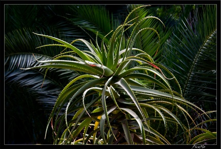 Marrakech jardins Majorelle 06