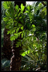 Marrakech jardins Majorelle 36