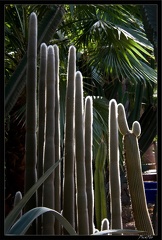 Marrakech jardins Majorelle 41