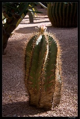 Marrakech jardins Majorelle 43