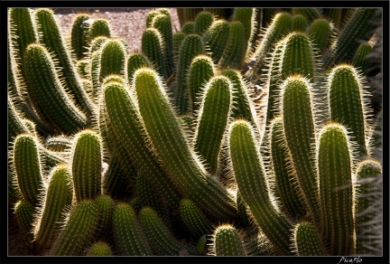 Marrakech jardins Majorelle 47