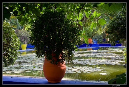 Marrakech jardins Majorelle 54