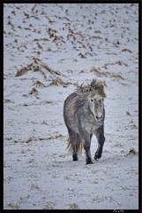 Islande 08 Vik 043