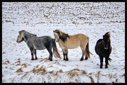 Islande 08 Vik 050