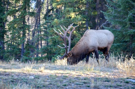Canada 21 Elks 08