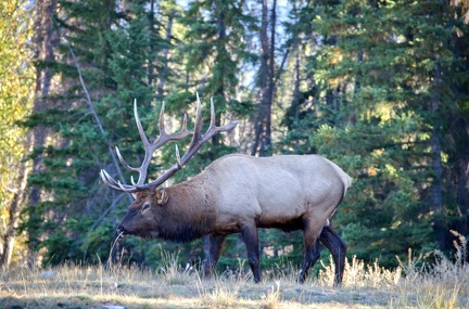 Canada 21 Elks 10