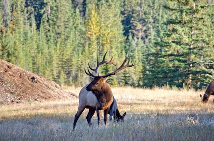 Canada 21 Elks 16