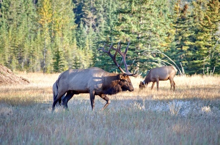 Canada 21 Elks 20