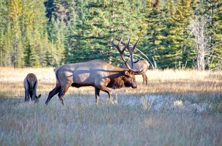 Canada 21 Elks 21