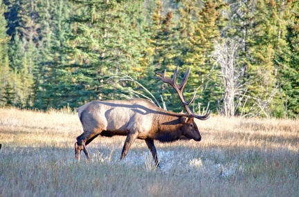 Canada 21 Elks 22