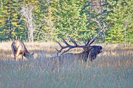 Canada 21 Elks 25