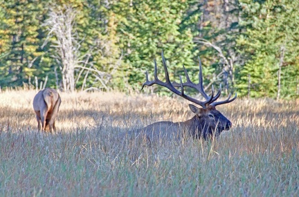 Canada 21 Elks 26