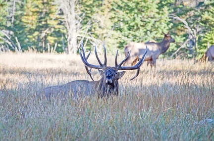 Canada 21 Elks 29