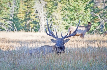 Canada 21 Elks 30