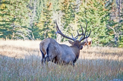 Canada 21 Elks 35