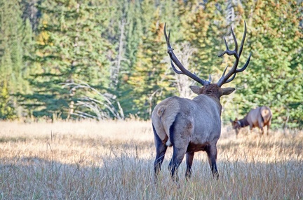 Canada 21 Elks 36