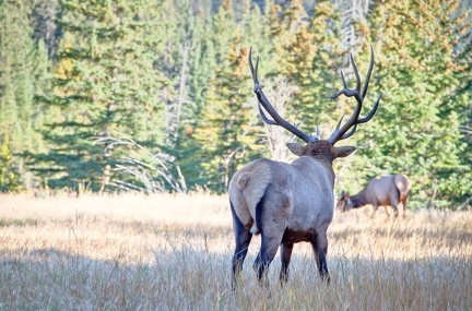 Canada 21 Elks 37